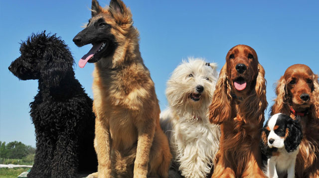 Overview of the global pet market